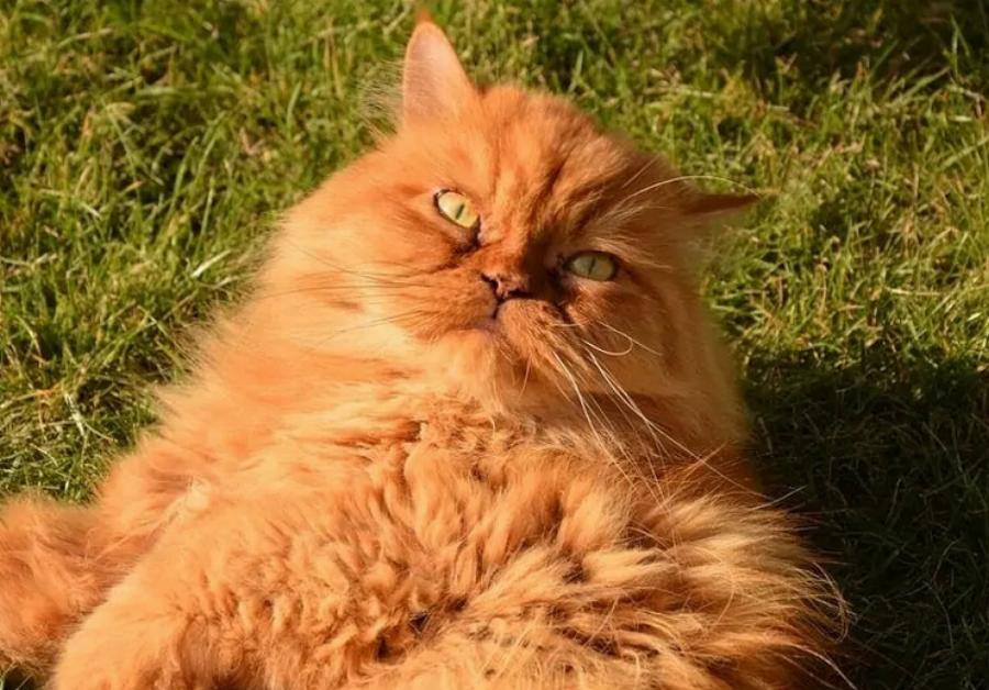 Τι είδους γάτα είναι ο Crookshanks από τον Χάρι Πότερ; Εξηγήσεις για διάσημες γάτες