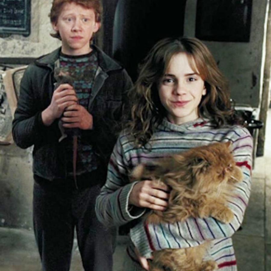 Τι είδους γάτα είναι ο Crookshanks από τον Χάρι Πότερ; Εξηγήσεις για διάσημες γάτες