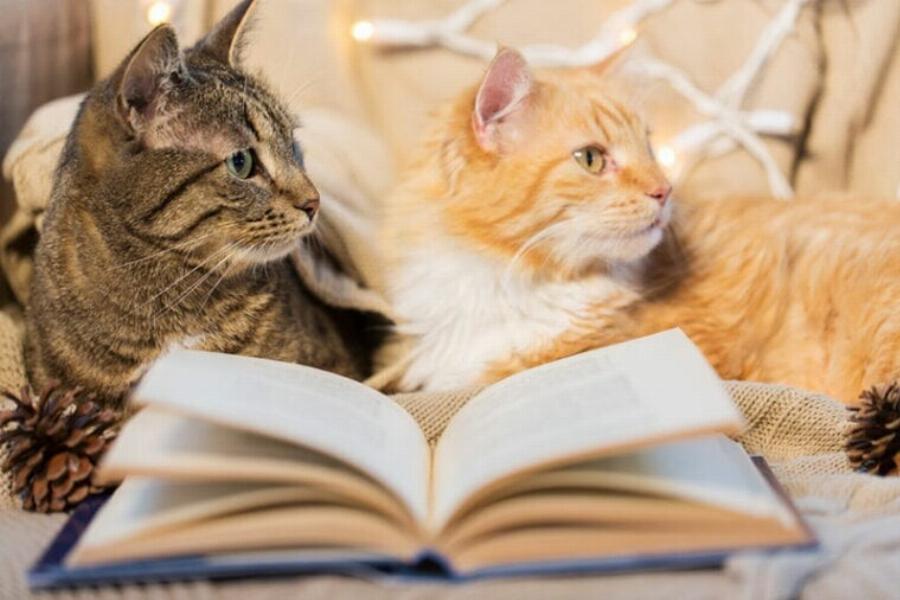 200+ Φθινοπωρινά ονόματα γατών για το γατάκι σας
