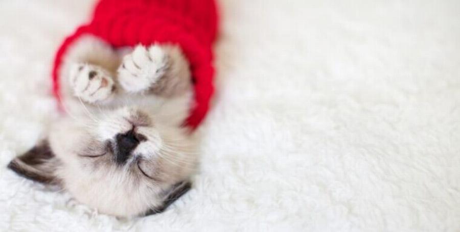 Πότε να πάτε τη γάτα σας σε κτηνίατρο έκτακτης ανάγκης: 8 λόγοι