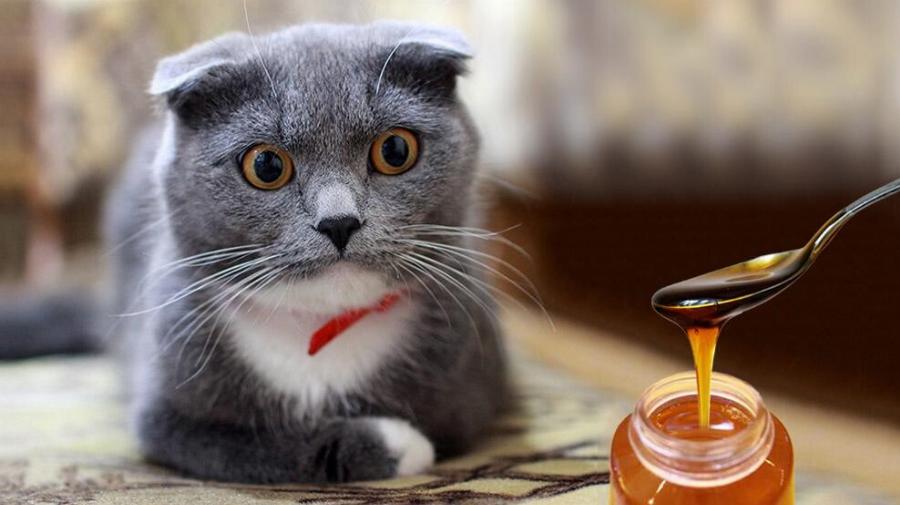 Διατροφή γάτας: Μπορούν οι γάτες να φάνε μέλι; -Τι να προσέχετε