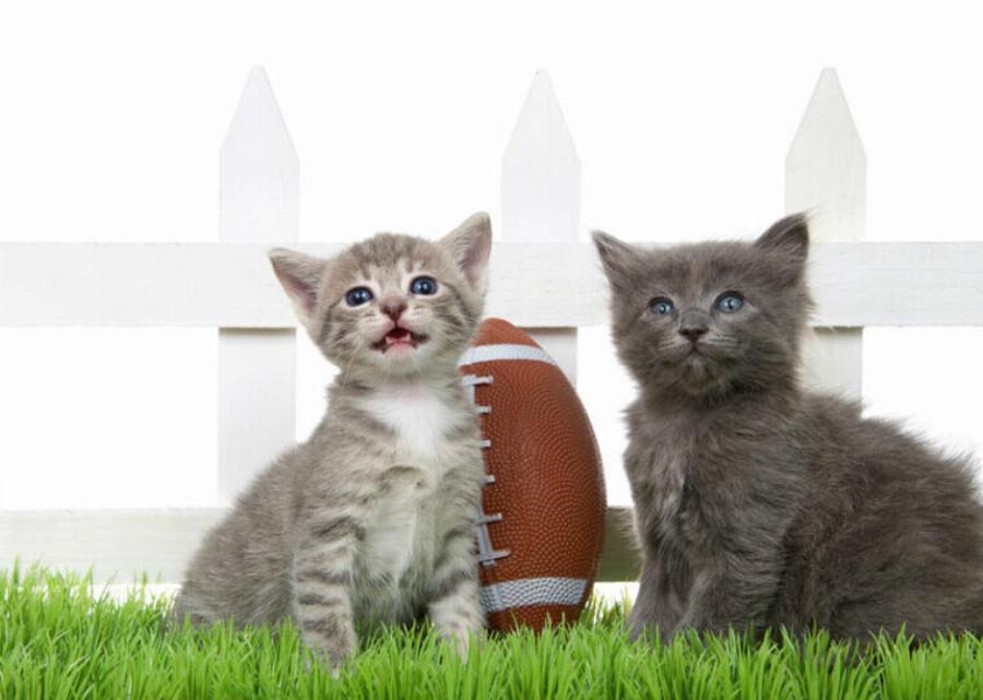 Πότε να πάτε τη γάτα σας σε κτηνίατρο έκτακτης ανάγκης: 8 λόγοι