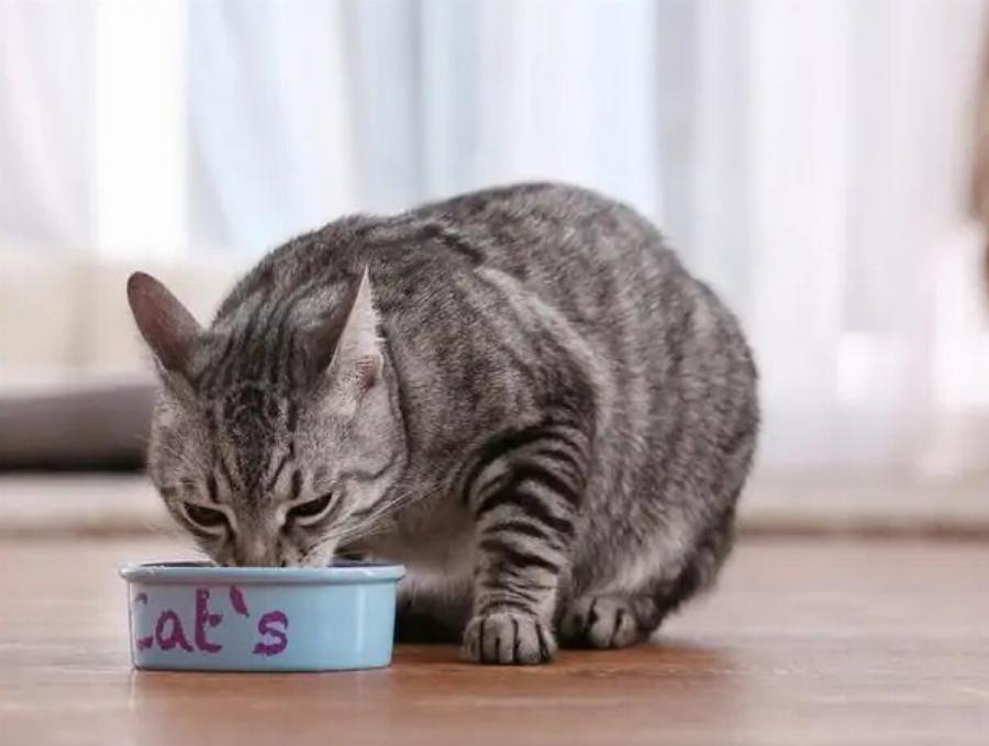 Υγρή ή ξηρή τροφή γάτας: Ποια είναι η καλύτερη για τη γάτα σας; – Χρήσιμες πληροφορίες