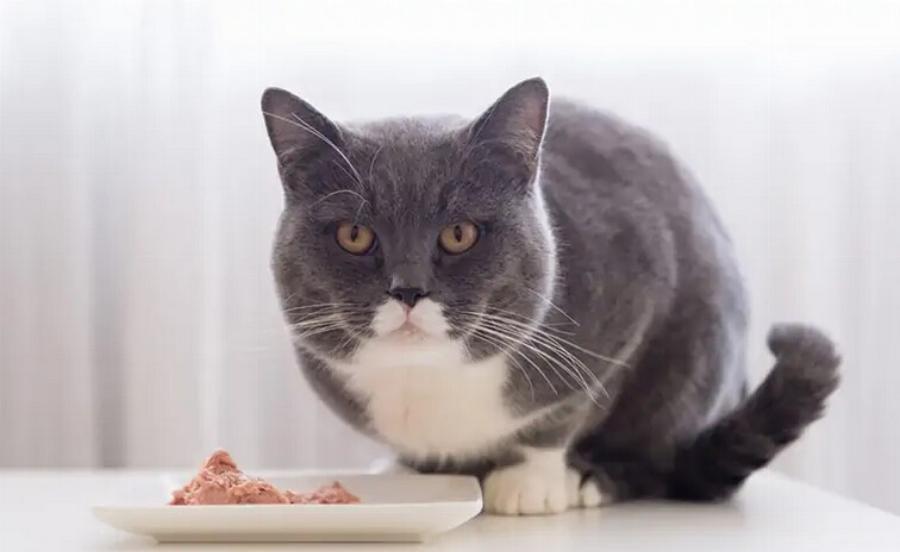Υγρή ή ξηρή τροφή γάτας: Ποια είναι η καλύτερη για τη γάτα σας; – Χρήσιμες πληροφορίες