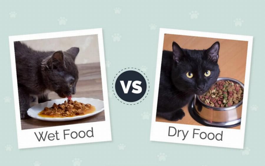 Υγρή ή ξηρή τροφή γάτας: Ποια είναι η καλύτερη για τη γάτα σας; – Χρήσιμες πληροφορίες