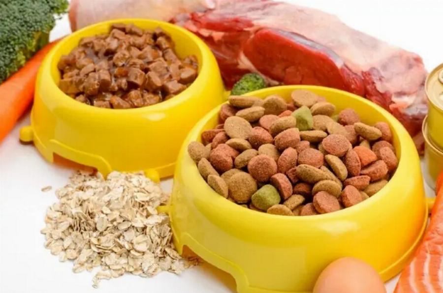 Υγρή ή ξηρή τροφή γάτας: Ποια είναι η καλύτερη για τη γάτα σας; – Χρήσιμες πληροφορίες