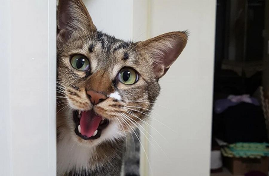 Γιατί οι γάτες Tabby νιαουρίζουν τόσο πολύ; 8 εγκεκριμένοι από κτηνίατρο λόγοι