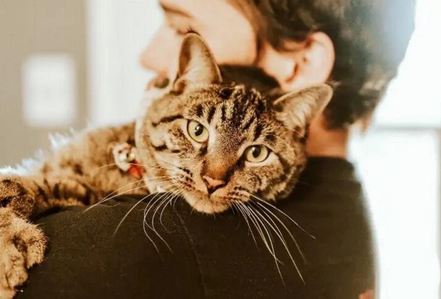 Γιατί οι γάτες Tabby νιαουρίζουν τόσο πολύ; 8 εγκεκριμένοι από κτηνίατρο λόγοι