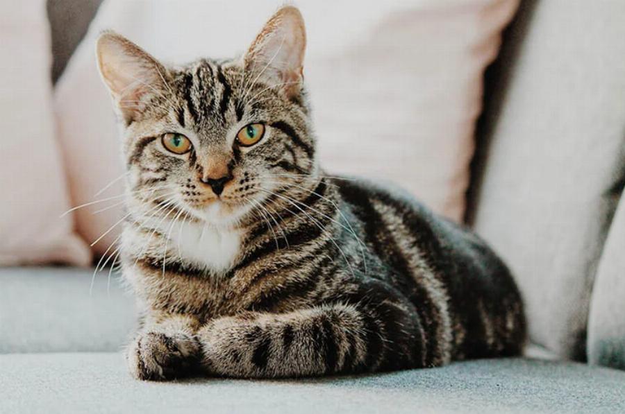 Γιατί οι γάτες Tabby νιαουρίζουν τόσο πολύ; 8 εγκεκριμένοι από κτηνίατρο λόγοι