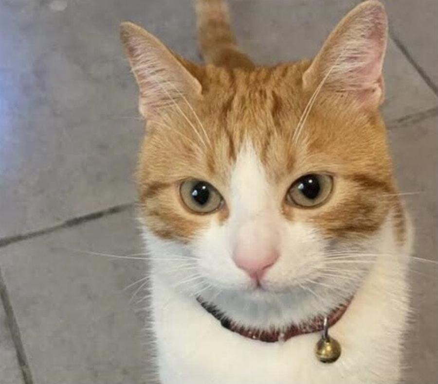 Είμαι ο Tommy ο γάτος!