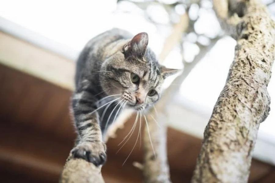 Έχουν οι γάτες καλή αίσθηση της κατεύθυνσης; Πληροφορίες & Συχνές ερωτήσεις για τις γάτες