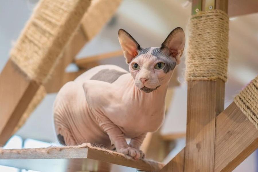 18 Γάτες που δεν μαδάνε: Εικόνες, Πληροφορίες & Συχνές Ερωτήσεις