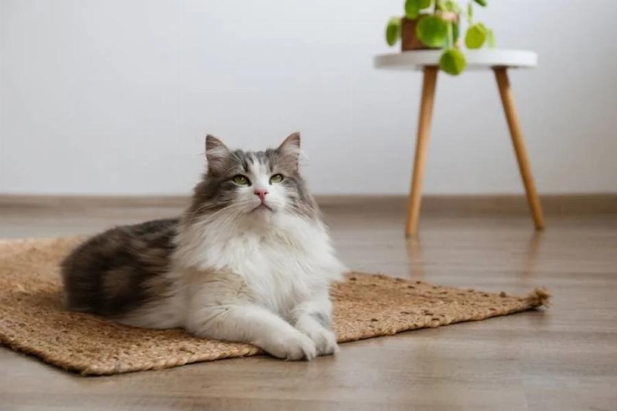 18 Γάτες που δεν μαδάνε: Εικόνες, Πληροφορίες & Συχνές Ερωτήσεις