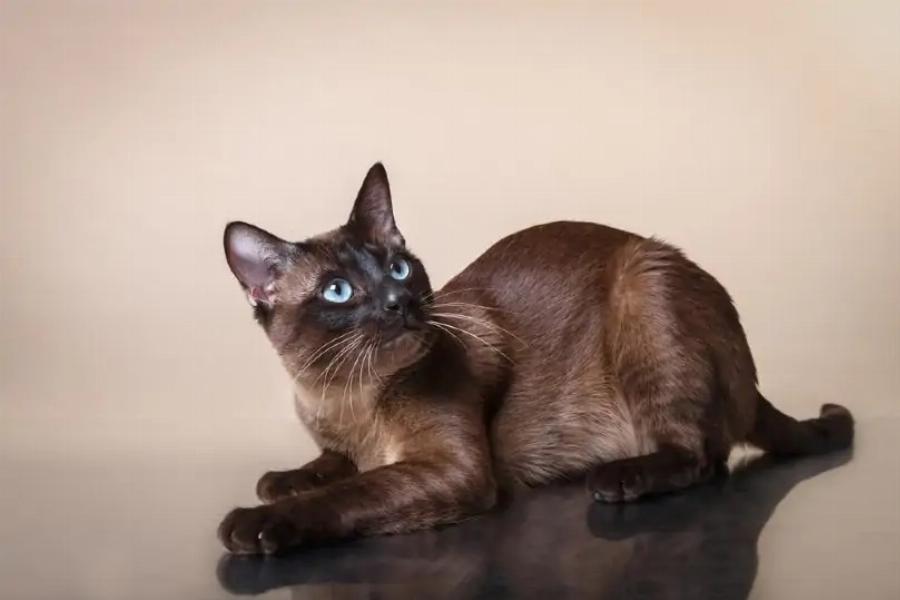 18 Γάτες που δεν μαδάνε: Εικόνες, Πληροφορίες & Συχνές Ερωτήσεις