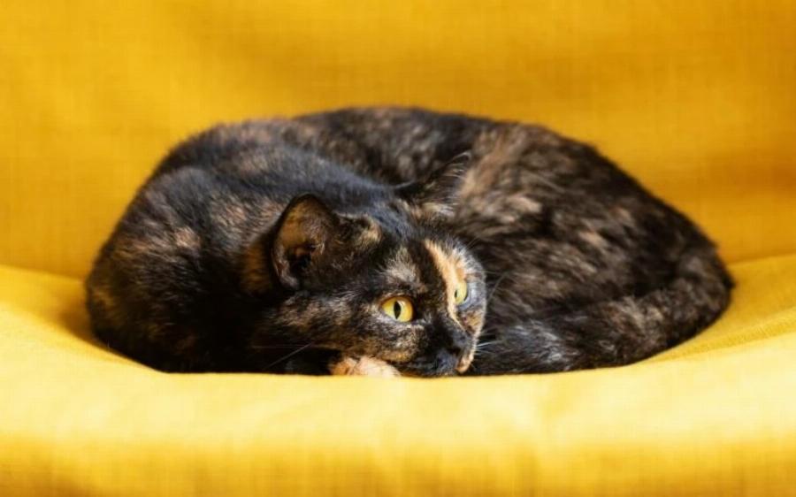 Φυλές γατών: 10 τύποι γάτων Tortoiseshell