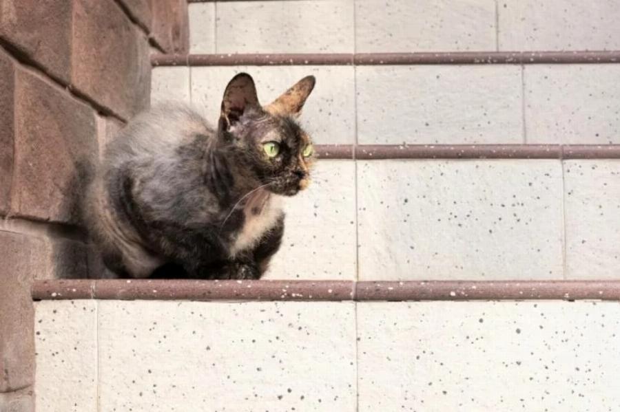 Φυλές γατών: 10 τύποι γάτων Tortoiseshell