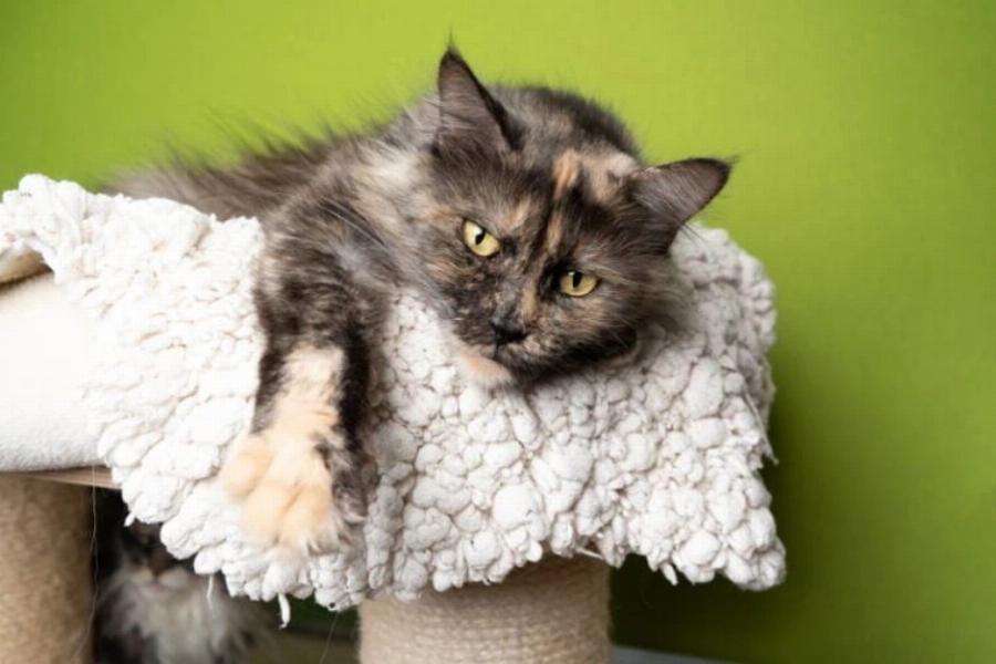 Φυλές γατών: 10 τύποι γάτων Tortoiseshell