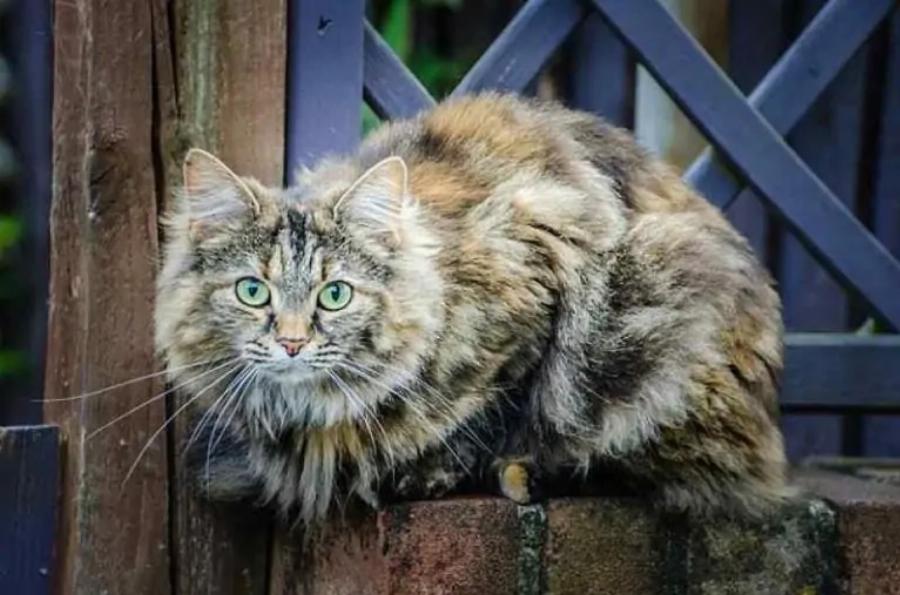 Φυλές γατών: 10 τύποι γάτων Tortoiseshell