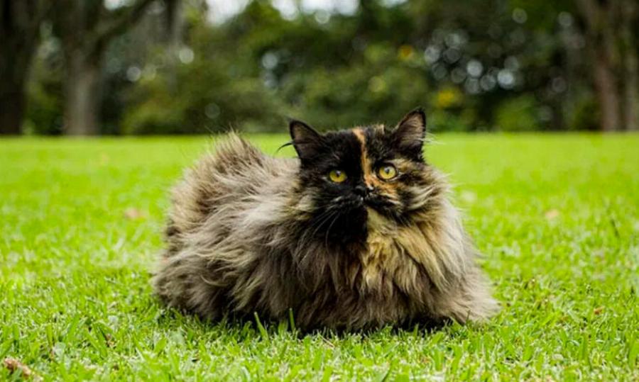 Φυλές γατών: 10 τύποι γάτων Tortoiseshell