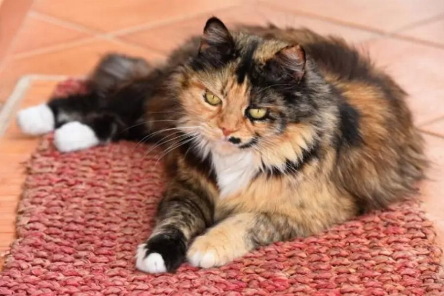 Φυλές γατών: 10 τύποι γάτων Tortoiseshell