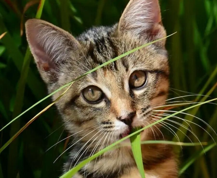 Γιατί οι γάτες τρώνε φυτά; Η συμπεριφορά των γατών εξηγείται (απάντηση κτηνιάτρου)