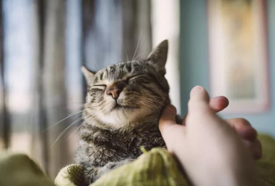 Συμπεριφορά γάτας: 7 σημεία όπου οι γάτες θέλουν να τις χαϊδέψετε -Χρήσιμος οδηγός