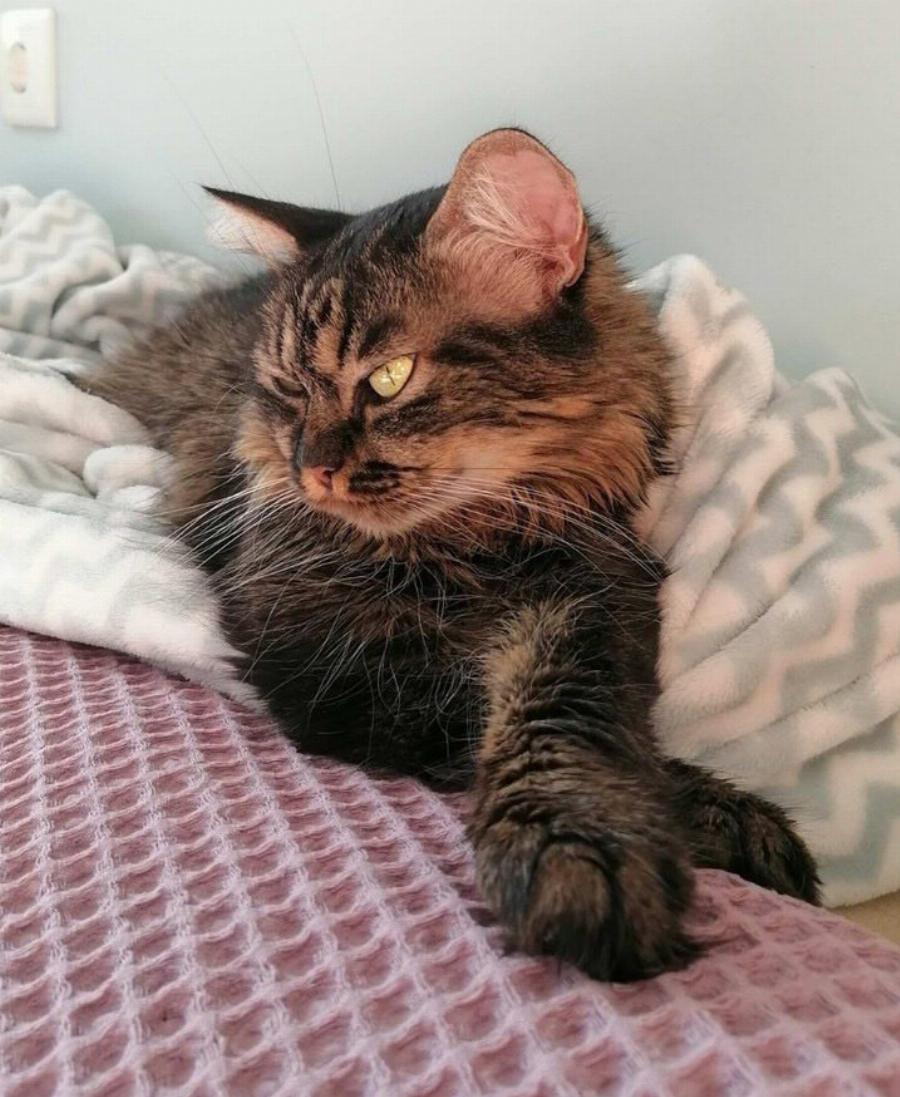 11 πράγματα που μόνο ένας ιδιοκτήτης γάτας καταλαβαίνει και γνωρίζει