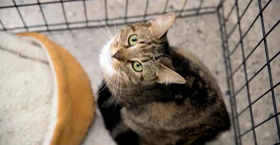 Για μελλοντικούς γατογονείς: Πόσο κοστίζει μια γάτα ή ένα γατάκι;