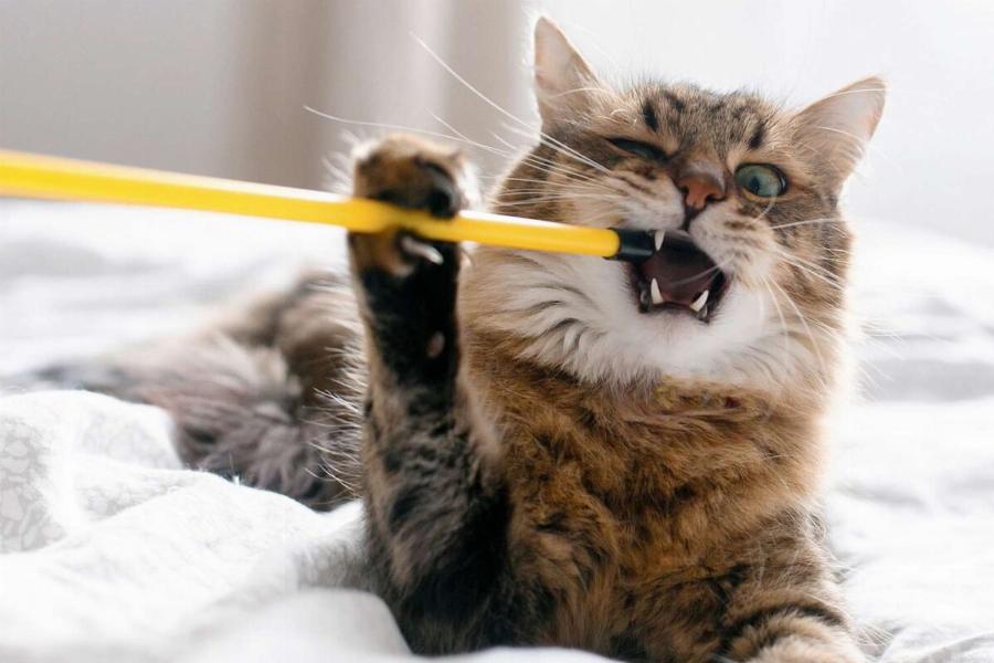 Συμπεριφορά γάτας: Γιατί οι γάτες τρώνε πλαστικά αντικείμενα;- Όλα όσα πρέπει να ξέρετε