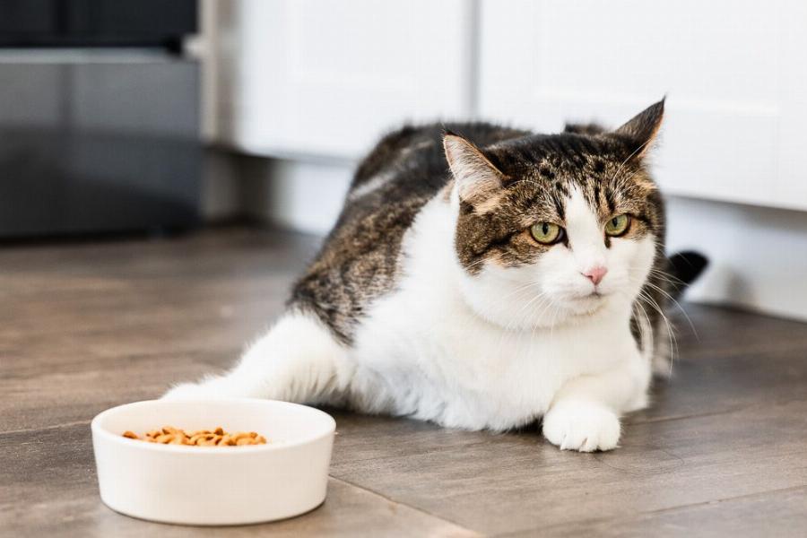 Συμπεριφορά γάτας: Γιατί η γάτα μου δεν τρώει; 3 κοινές αιτίες ανορεξίας στις γάτες