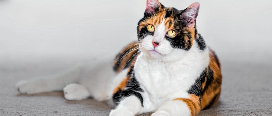 Οι επιστήμονες απαντούν: Πόσο καιρό ζουν οι γάτες; Μέση διάρκεια ζωής μιας γάτας σπιτιού