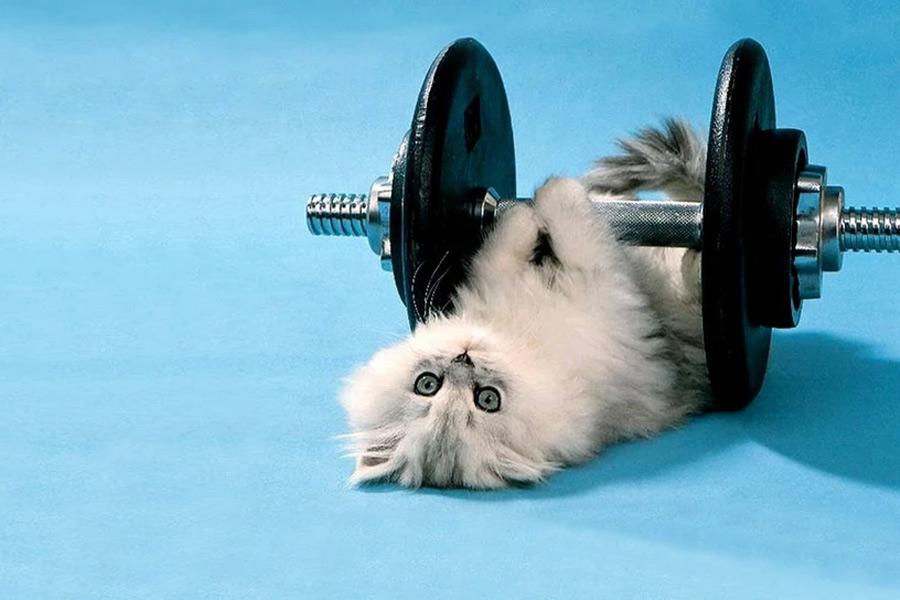 10 τρόποι για να γυμναστείτε με την γάτα σας