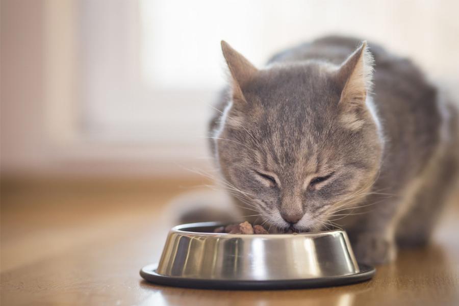 Διατροφή γάτας: Πώς να επιλέξετε τη σωστή τροφή για τη γάτα σας- Χρήσιμες πληροφορίες