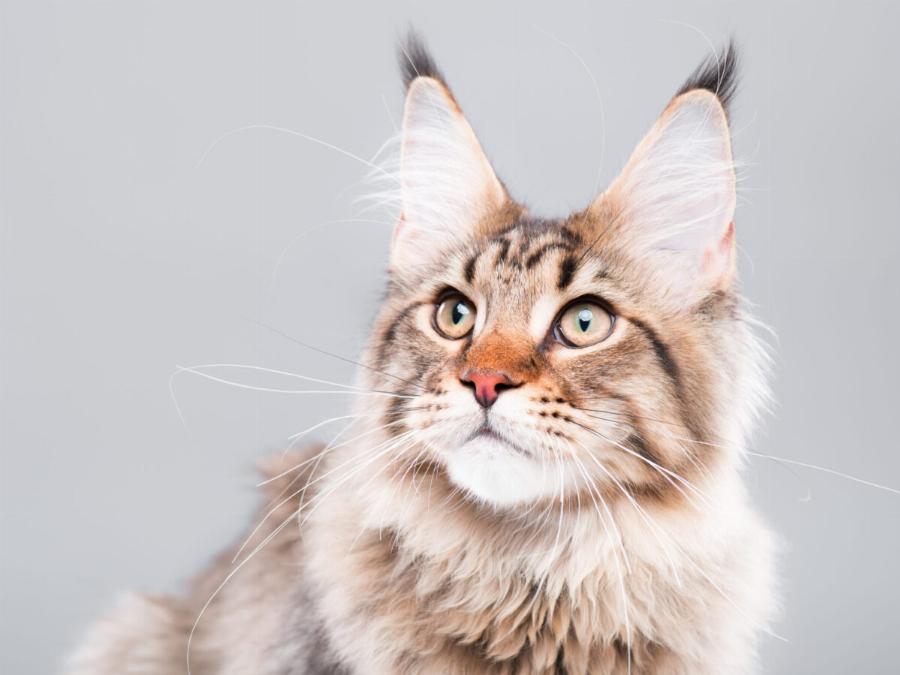 Οι επιστήμονες απαντούν: Πόσο καιρό ζουν οι γάτες; Μέση διάρκεια ζωής μιας γάτας σπιτιού