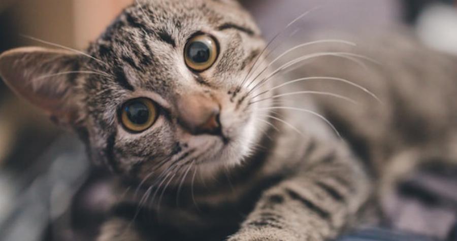 Υγεία γάτας: Τι είναι ο λήθαργος στις γάτες και πώς αντιμετωπίζεται