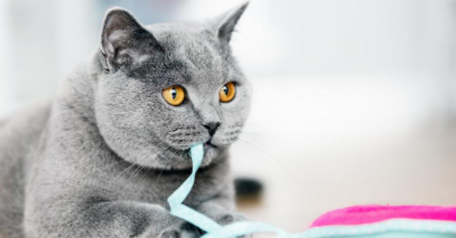 Συμπεριφορά γάτας: Γιατί οι γάτες τρώνε πλαστικά αντικείμενα;- Όλα όσα πρέπει να ξέρετε