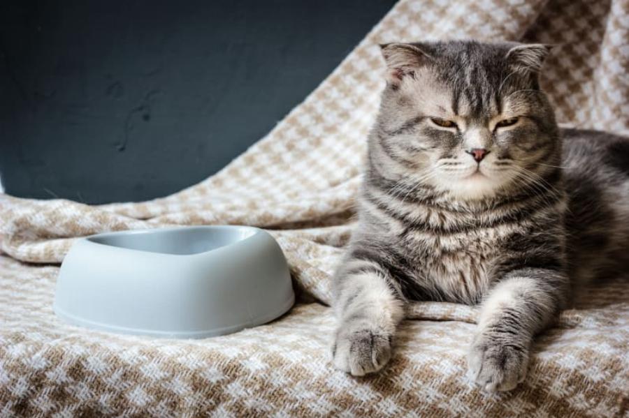 Συμπεριφορά γάτας: Γιατί η γάτα μου δεν τρώει; 3 κοινές αιτίες ανορεξίας στις γάτες