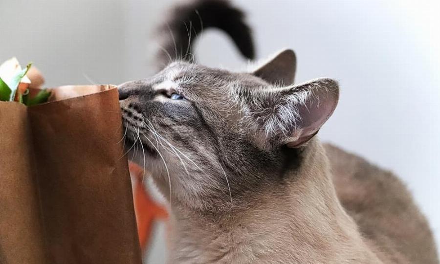 Χαρακτηριστικά γάτας: Γεύση και οσμή στις γάτες – Όσα πρέπει να γνωρίζετε