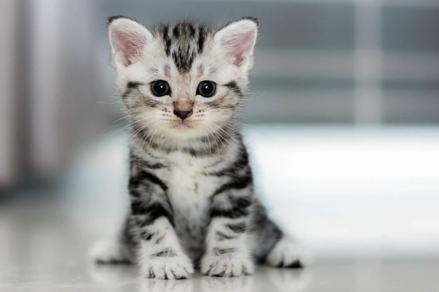 Συμπεριφορά γάτας: 7 σημεία όπου οι γάτες θέλουν να τις χαϊδέψετε -Χρήσιμος οδηγός