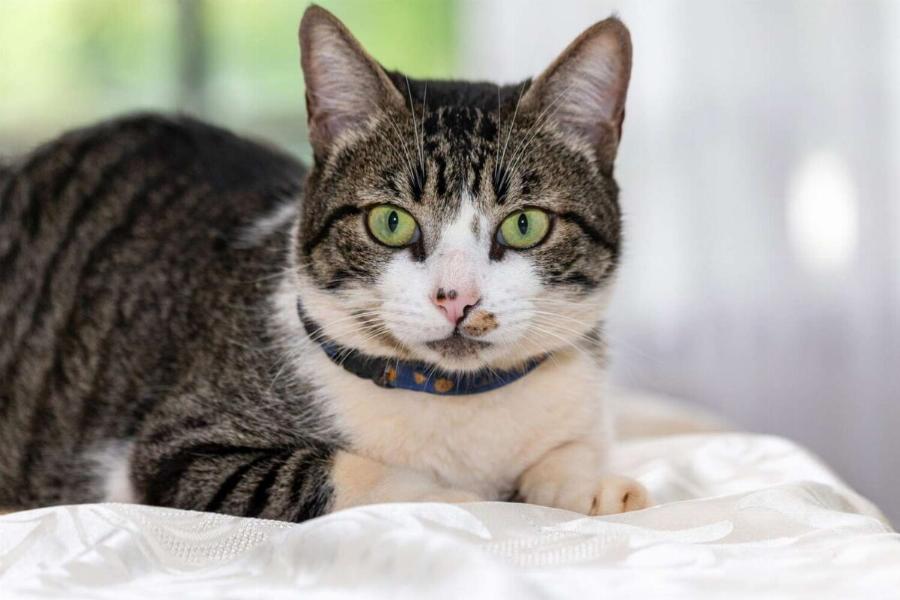 Γάτα American Wirehair: Εμφάνιση, συμπεριφορά & ανάγκες