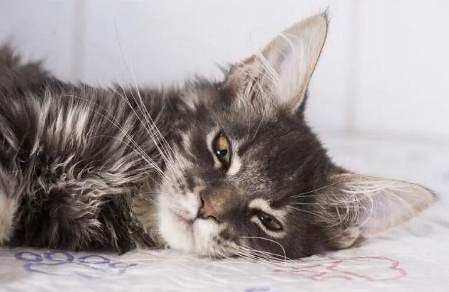 Μπορούν οι γάτες να φάνε σκόρδο; – Συμβουλές ασφαλείας που έχουν αξιολογηθεί από κτηνίατρο