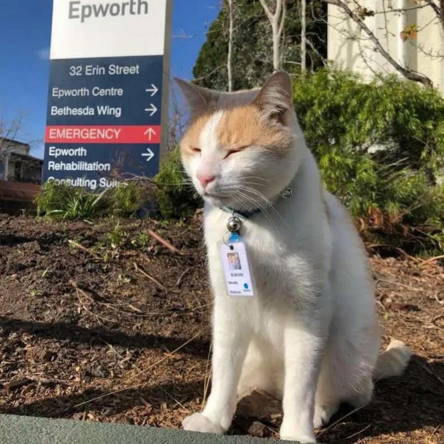 Η γάτα που επισκεπτόταν το νοσοκομείο κάθε μέρα προσλαμβάνεται ως γάτα ασφαλείας