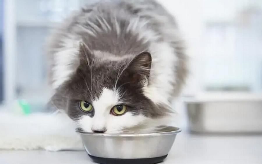 Μπορούν οι γάτες να φάνε κρέας κονσέρβας; Χρήσιμες πληροφορίες & Συχνές ερωτήσεις