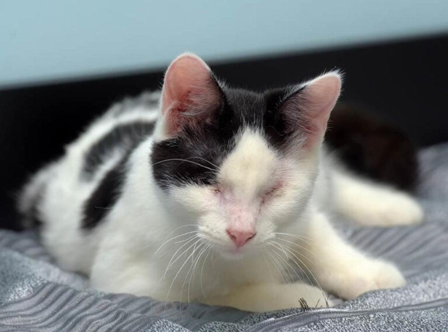 Αποκόλληση αμφιβληστροειδούς σε γάτες: Τι είναι, αίτια και κίνδυνοι