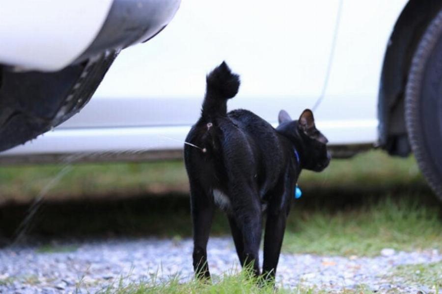 Οι γάτες ουρούν για να σημαδέψουν την περιοχή τους; Εγκεκριμένες από κτηνίατρο πληροφορίες & συχνές ερωτήσεις