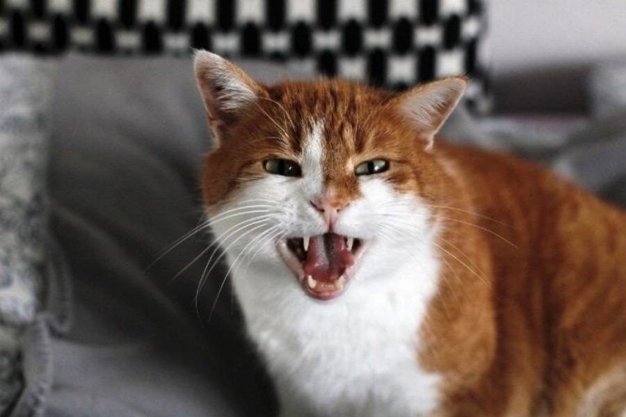 Οι γάτες ουρούν για να σημαδέψουν την περιοχή τους; Εγκεκριμένες από κτηνίατρο πληροφορίες & συχνές ερωτήσεις