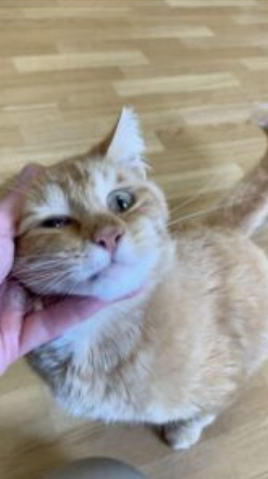 Μια τραυματισμένη γάτα δεν είχε ελπίδες μέχρι που βρέθηκε στο δρόμο της, ο φύλακας γιατρός