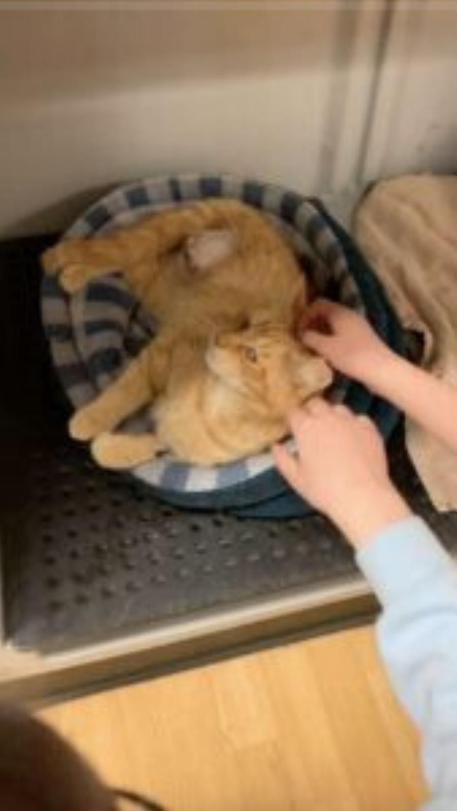 Μια τραυματισμένη γάτα δεν είχε ελπίδες μέχρι που βρέθηκε στο δρόμο της, ο φύλακας γιατρός