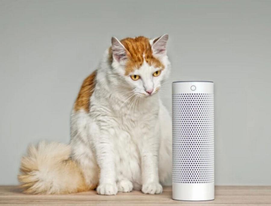 Μπορεί η κλασική μουσική να βοηθήσει μια γάτα να χαλαρώσει; Εγκεκριμένες από κτηνίατρο πληροφορίες & Συχνές ερωτήσεις