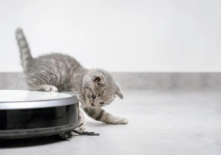 Πώς μπορεί η τεχνητή νοημοσύνη να βοηθήσει τους σκύλους, τις γάτες και άλλα κατοικίδια; Ενδιαφέρουσες πληροφορίες